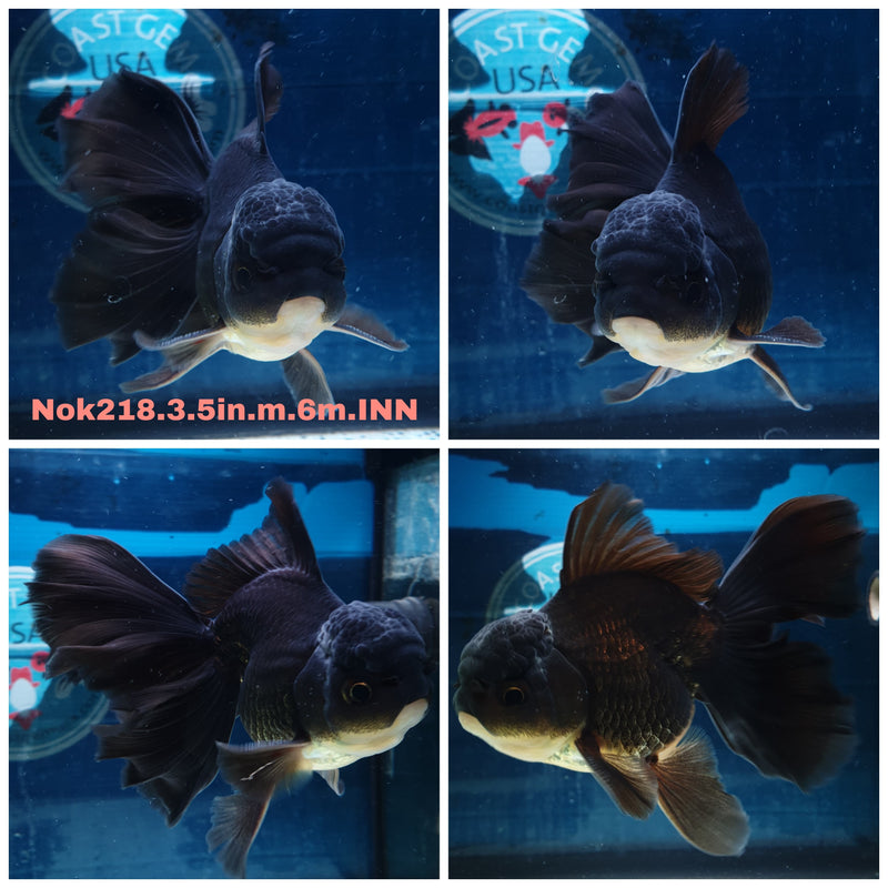 (NOK-218) Thai Black Orchid Tail Oranda 3.50 inch Body Male 6 Months Age