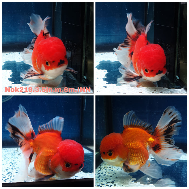 (NOK-219) Thai Apache Orchid Tail Oranda 3.50 inch Body Male 6 Months Age