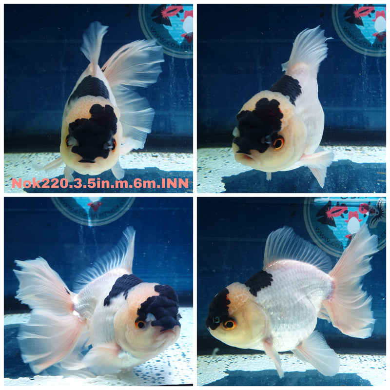 (NOK-220) Thai Panda Orchid Tail Oranda 3.50 inch Body Male 6 Months Age