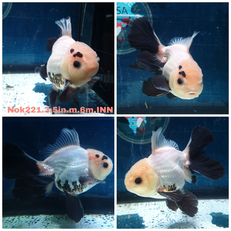 (NOK-221) Thai Panda Orchid Tail Oranda 3.50 inch Body Male 6 Months Age