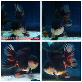 HERE(NOK-222) Thai Apache Orchid Tail Oranda 3.50 inch Body Male 6 Months Age