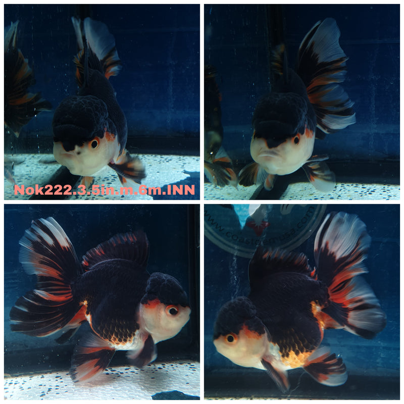(NOK-222) Thai Apache Orchid Tail Oranda 3.50 inch Body Male 6 Months Age