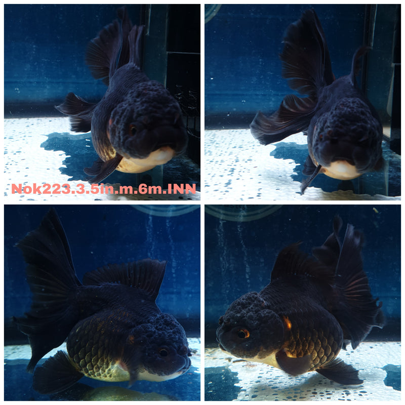 (NOK-223) Thai Black Orchid Tail Oranda 3.50 inch Body Male 6 Months Age