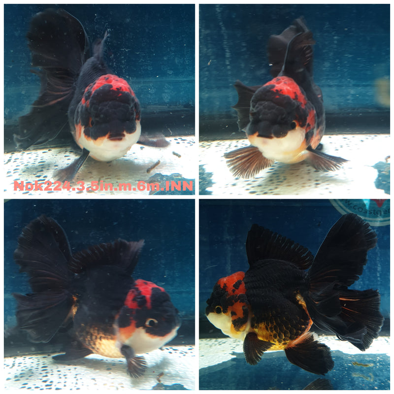 (NOK-224) Thai Apache Orchid Tail Oranda 3.50 inch Body Male 6 Months Age