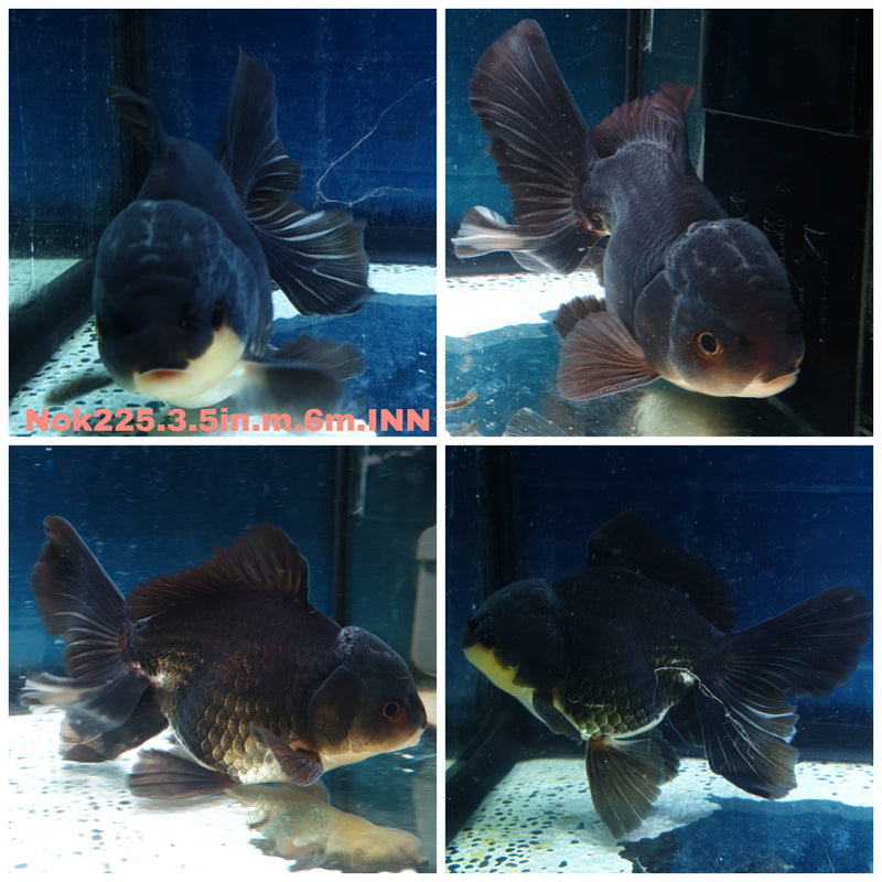 (NOK-225) Thai Black Orchid Tail Oranda 3.50 inch Body Male 6 Months Age