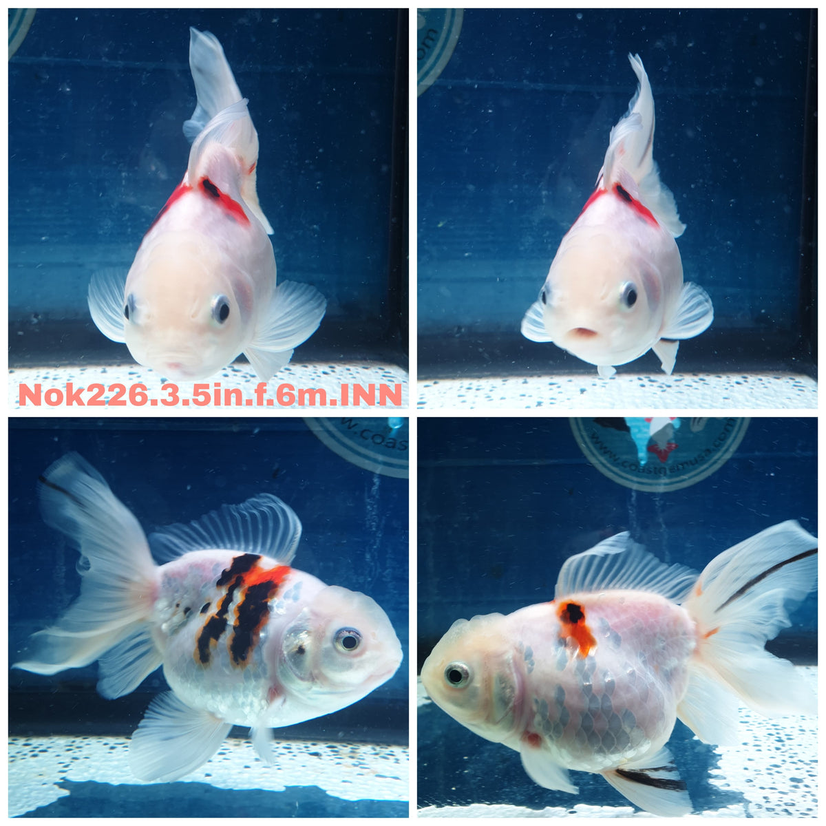 HERE(NOK-226) Thai Tri Color Tiger Orchid Tail Oranda 3.50 inch Body Female 6 Months Age