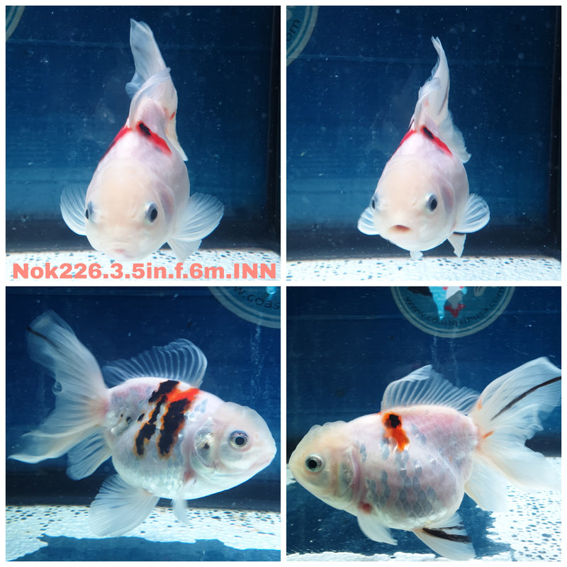 (NOK-226) Thai Tri Color Tiger Orchid Tail Oranda 3.50 inch Body Female 6 Months Age