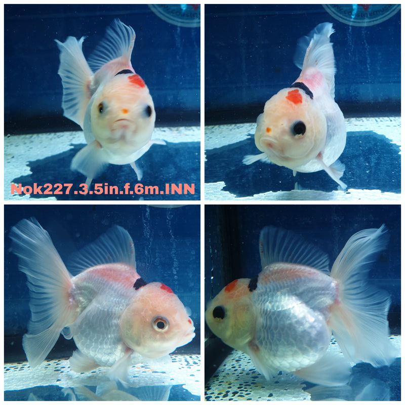 (NOK-227) Thai Tri Color Orchid Tail Oranda 3.50 inch Body Female 6 Months Age