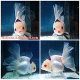 H(NOK-228) Thai Tri Color Orchid Tail Oranda 3.50 inch Body Female 6 Months Age