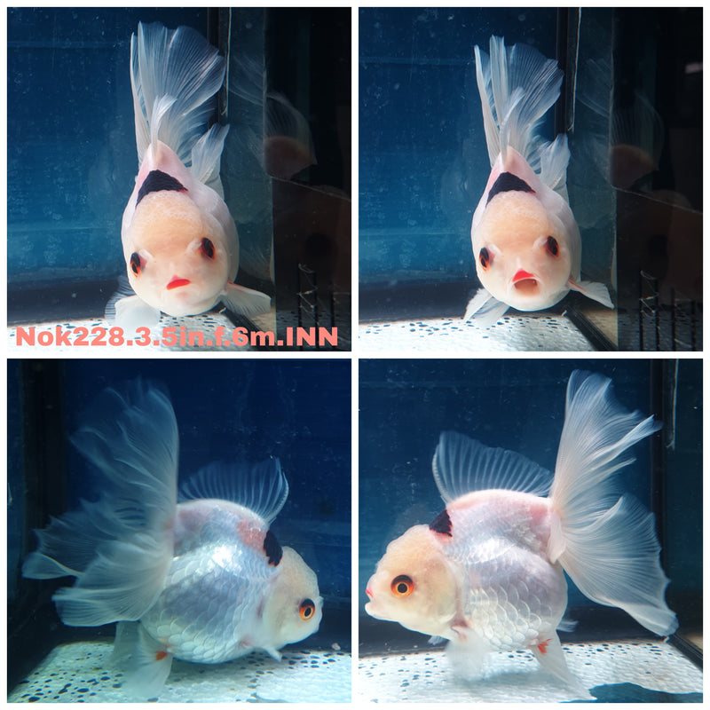 (NOK-228) Thai Tri Color Orchid Tail Oranda 3.50 inch Body Female 6 Months Age