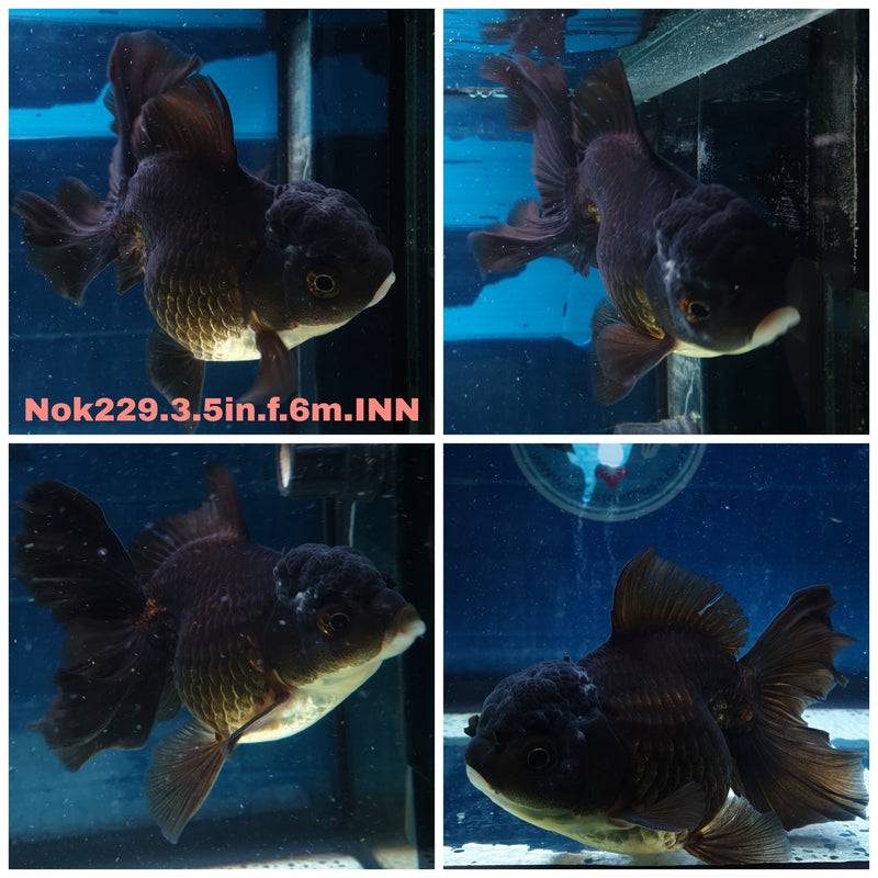 (NOK-229) Thai Black Orchid Tail Oranda 3.50 inch Body Female 6 Months Age