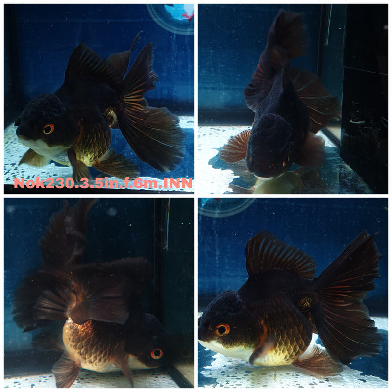 (NOK-230) Thai Black Orchid Tail Oranda 3.50 inch Body Female 6 Months Age