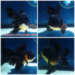 (NOK-231) Thai Apache Orchid Tail Oranda 3.50 inch Body Female 6 Months Age