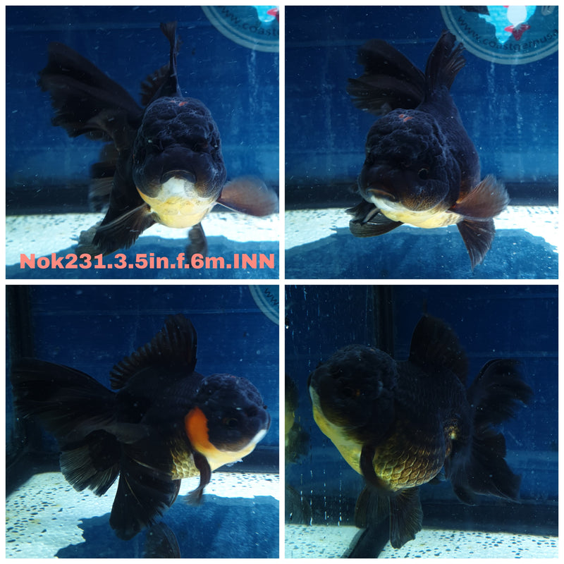 (NOK-231) Thai Apache Orchid Tail Oranda 3.50 inch Body Female 6 Months Age