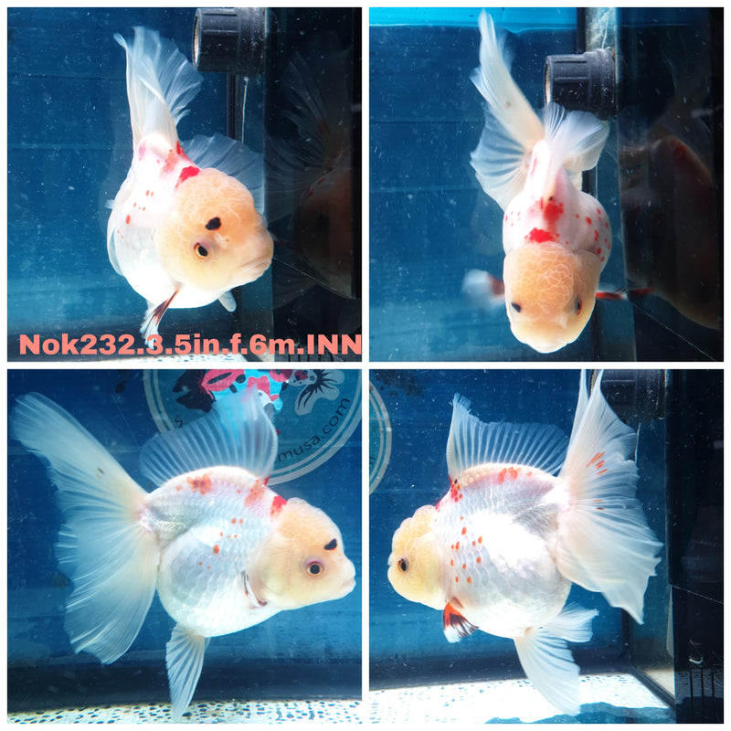 (NOK-232) Thai Red/White Orchid Tail Oranda 3.50 inch Body Female 6 Months Age
