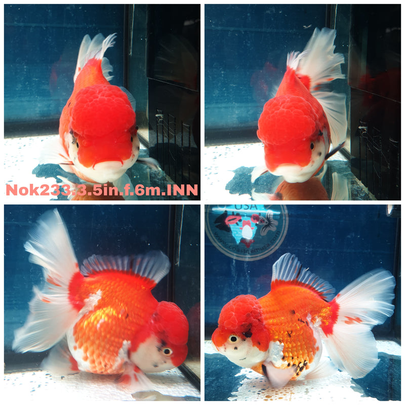 (NOK-233) Thai Red/White Orchid Tail Oranda 3.50 inch Body Female 6 Months Age