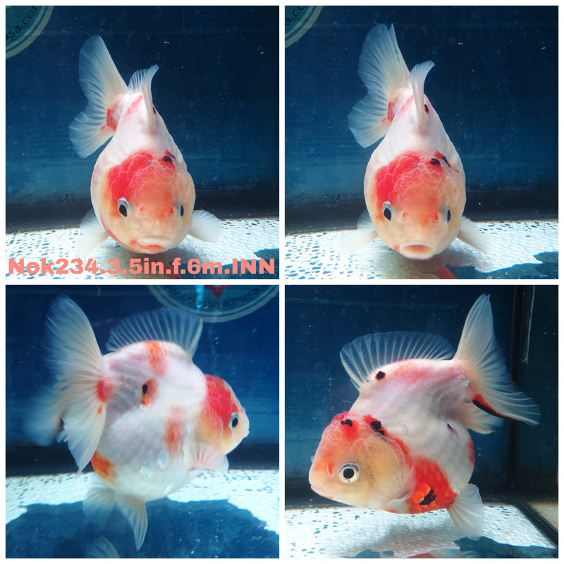 (NOK-234) Thai Sakura Yuanbao Oranda 3.50 inch Body Female 6 Months Age