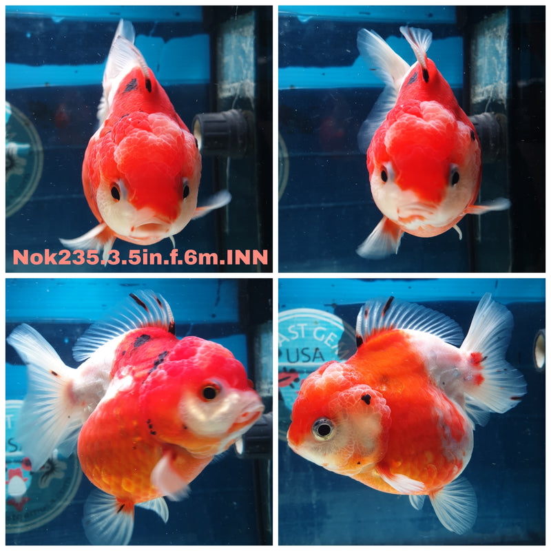 (NOK-235) Thai Sakura Yuanbao Oranda 3.50 inch Body Female 6 Months Age