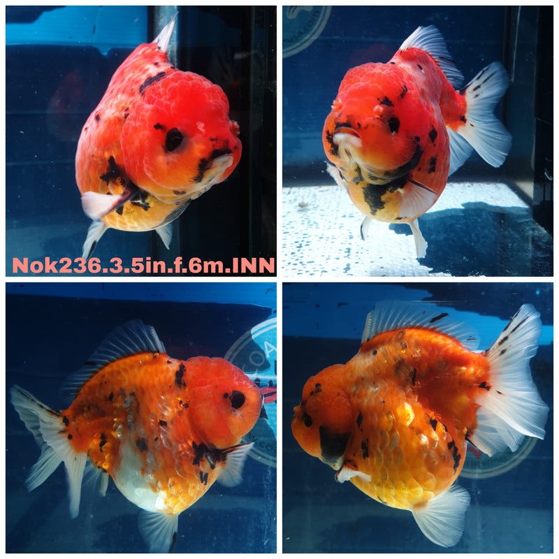 (NOK-236) Thai Red Tiger Yuanbao Oranda 3.50 inch Body Female 6 Months Age