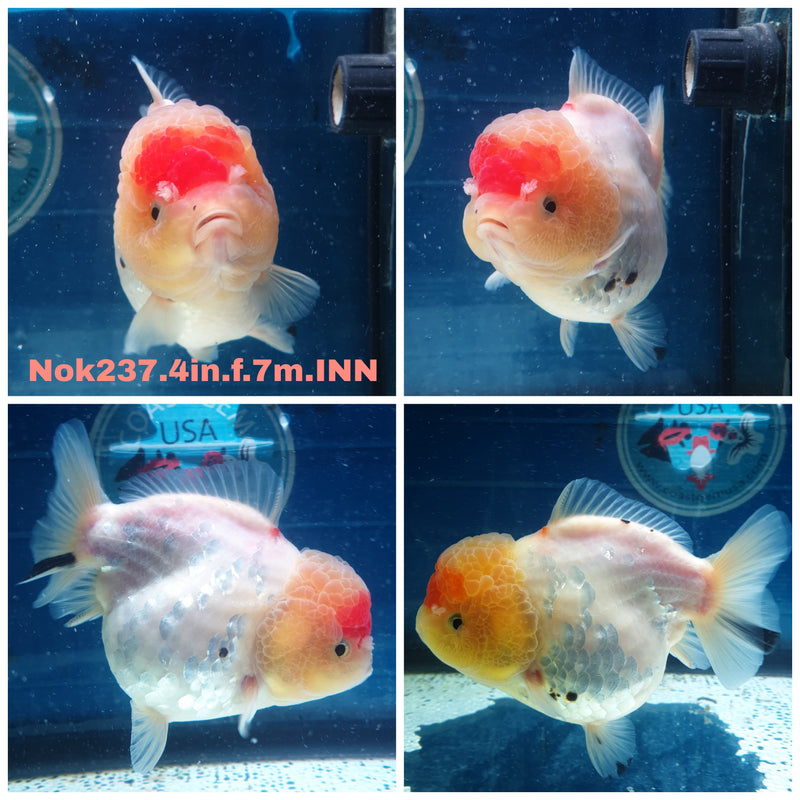 (NOK-237) Thai Tri Color Tiger Yuanbao Oranda 4.00 inch Body Female 7 Months Age
