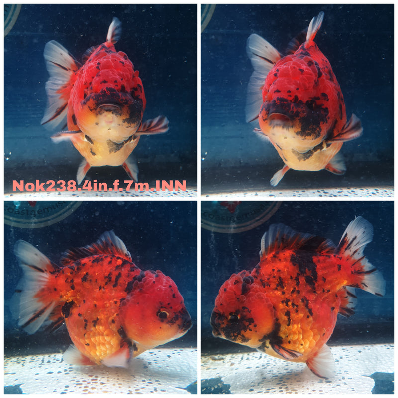 (NOK-238) Thai Red Tiger Yuanbao Oranda 4.00 inch Body Female 7 Months Age