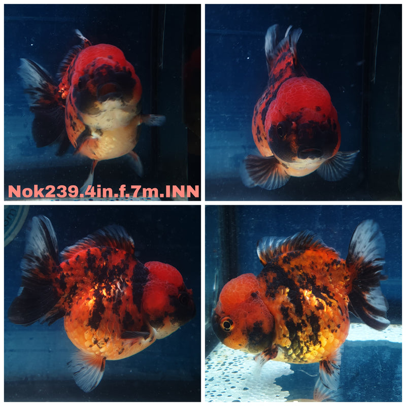 (NOK-239) Thai Red Tiger Yuanbao Oranda 4.00 inch Body Female 7 Months Age