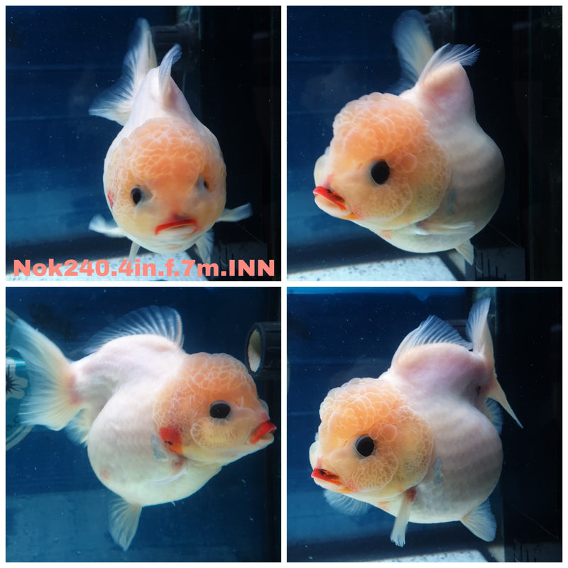 (NOK-240) Thai Black Eye Matte Calico Yuanbao Oranda 4.00 inch Body Female 7 Months Age