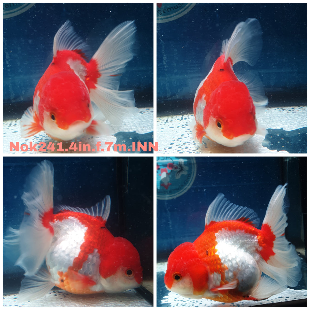 (NOK-241) Thai Red/White Orchid Tail Oranda 4.00 inch Body Female 7 Months Age