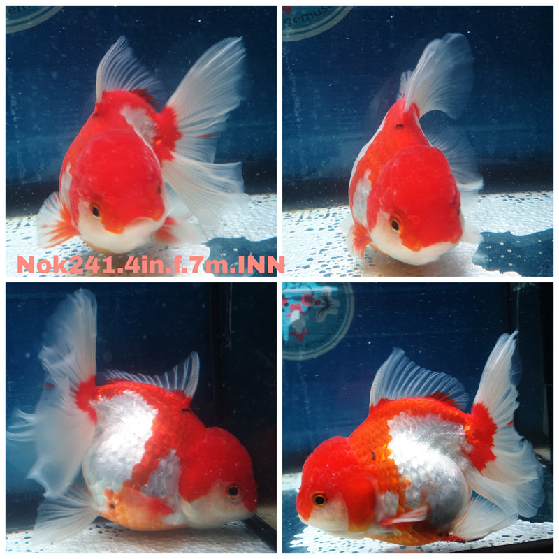 (NOK-241) Thai Red/White Orchid Tail Oranda 4.00 inch Body Female 7 Months Age