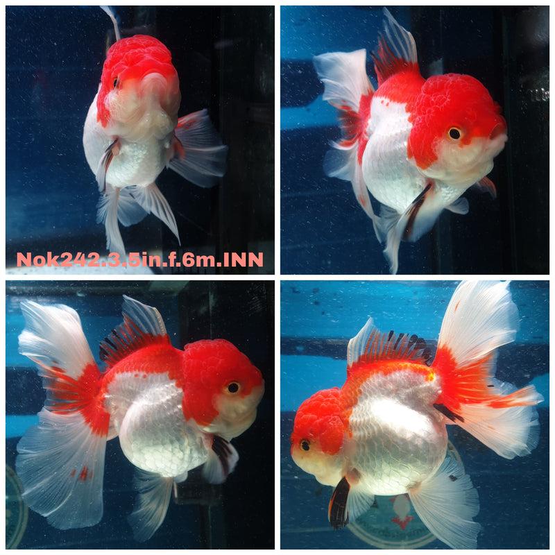 (NOK-242) Thai Red/White Orchid Tail Oranda 3.50 inch Body Female 6 Months Age
