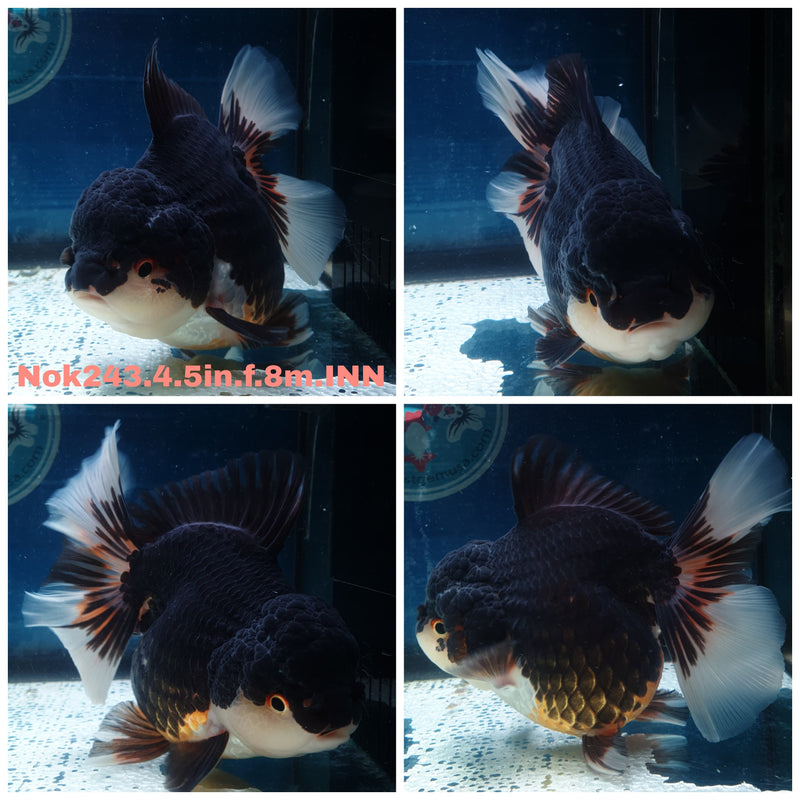 (NOK-243) Thai Jumbo Apache Orchid Tail Oranda 4.50 inch Body Female 8 Months Age