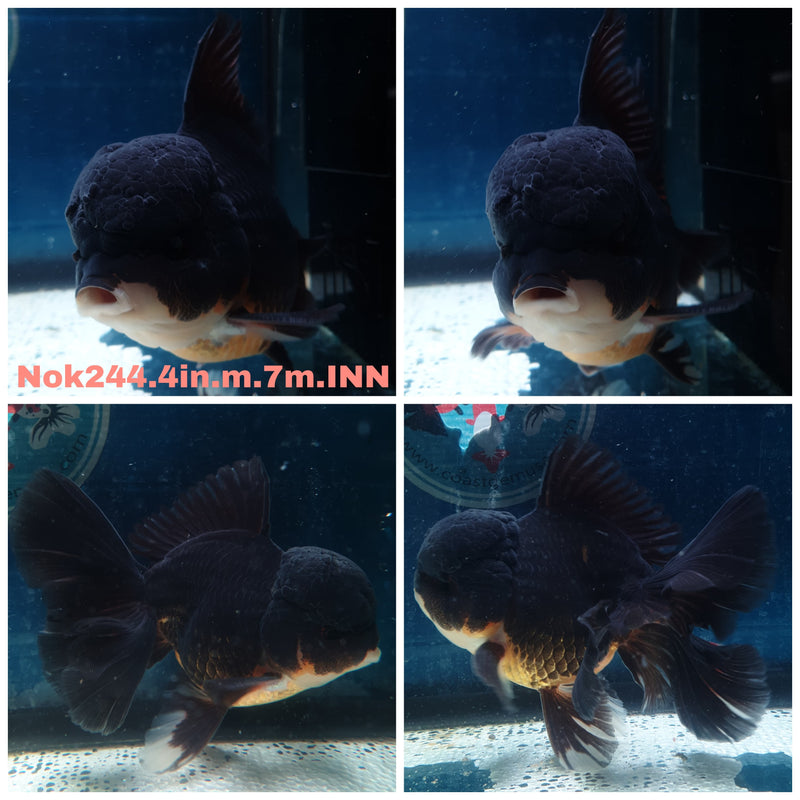 (NOK-244) Thai Apache Orchid Tail Oranda 4.00 inch Body Male 7 Months Age