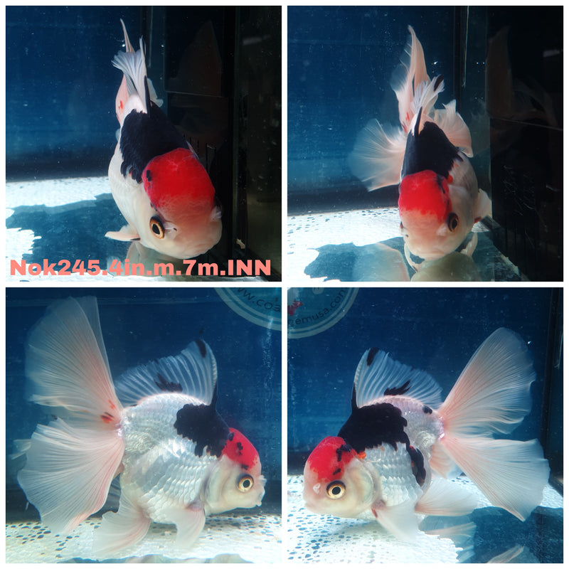 (NOK-245) Thai Tri Color Orchid Tail Oranda 4.00 inch Body Male 7 Months Age