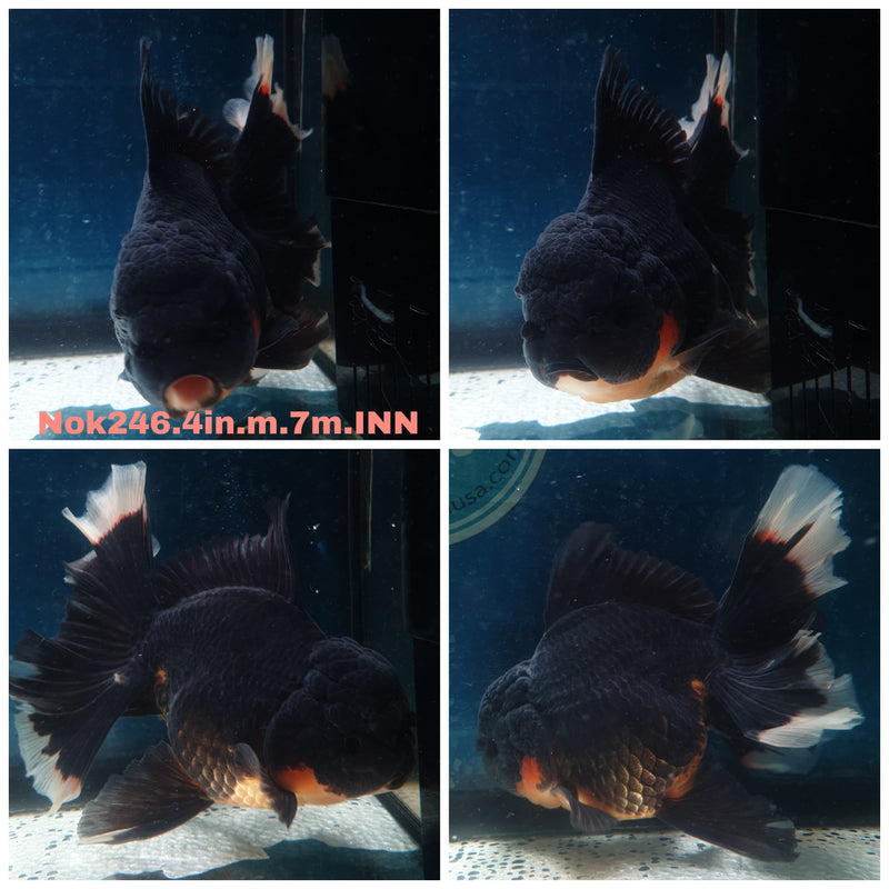 (NOK-246) Thai Apache Orchid Tail Oranda 4.00 inch Body Male 7 Months Age