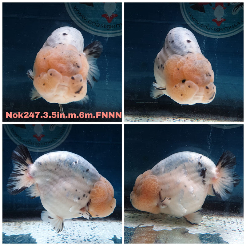 (NOK-247) Thai White Tiger Calico Ranchu 3.50 inch Body Male 6 Months Age
