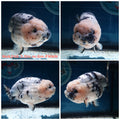 (NOK-248) Thai White Tiger Calico Ranchu 3.50 inch Body Male 6 Months Age