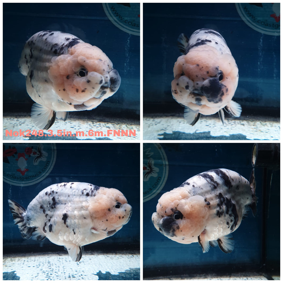 (NOK-248) Thai White Tiger Calico Ranchu 3.50 inch Body Male 6 Months Age