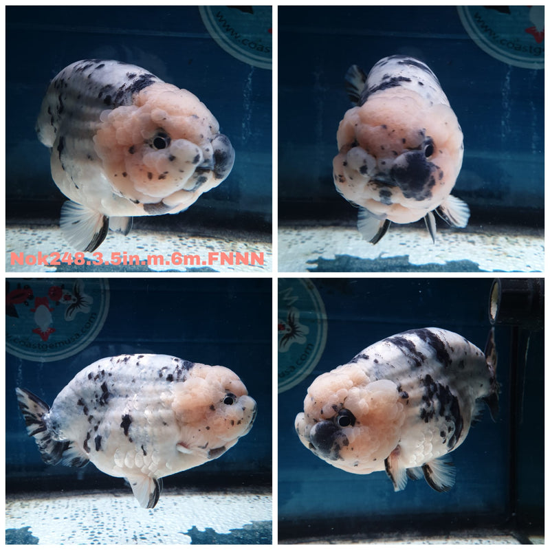 (NOK-248) Thai White Tiger Calico Ranchu 3.50 inch Body Male 6 Months Age