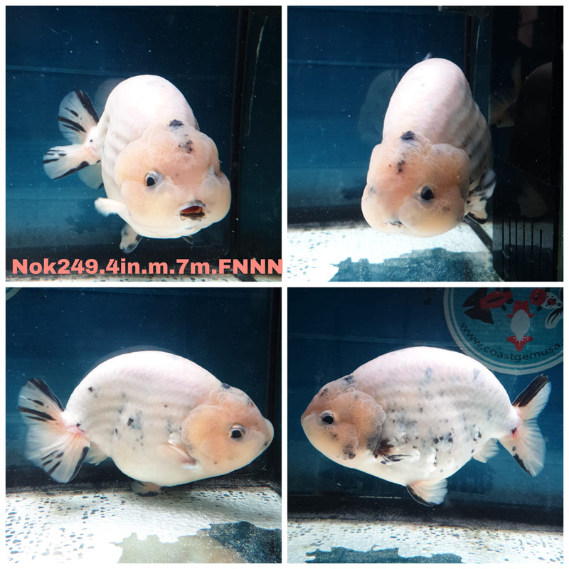 (NOK-249) Thai White Tiger Calico Ranchu 3.50 inch Body Male 7 Months Age