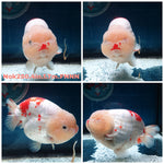 (NOK-250) Thai Red/White Ranchu 4.00 inch Body Female 7 Months Age