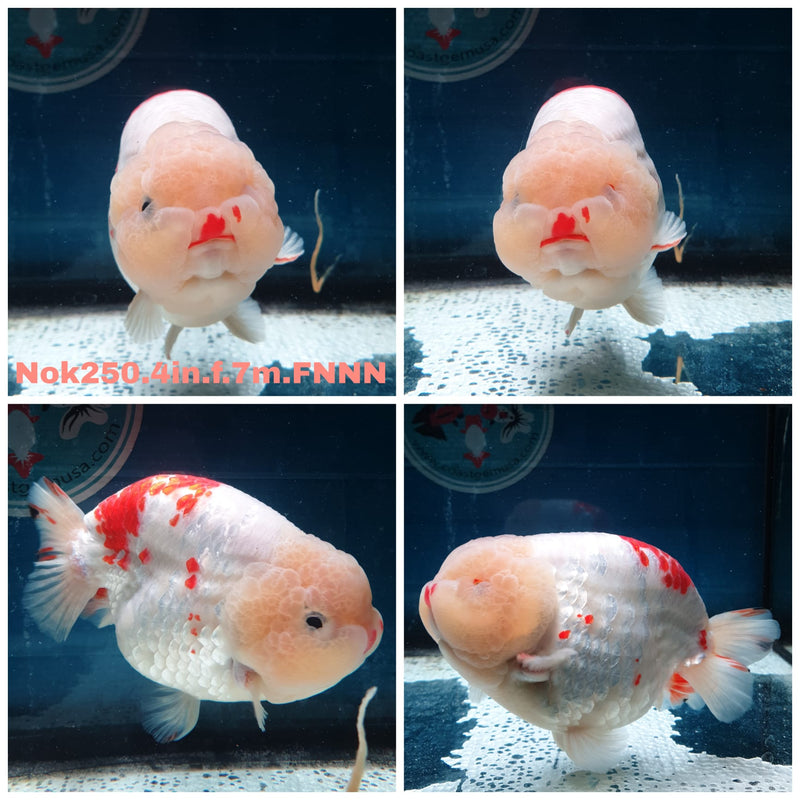 (NOK-250) Thai Red/White Ranchu 4.00 inch Body Female 7 Months Age