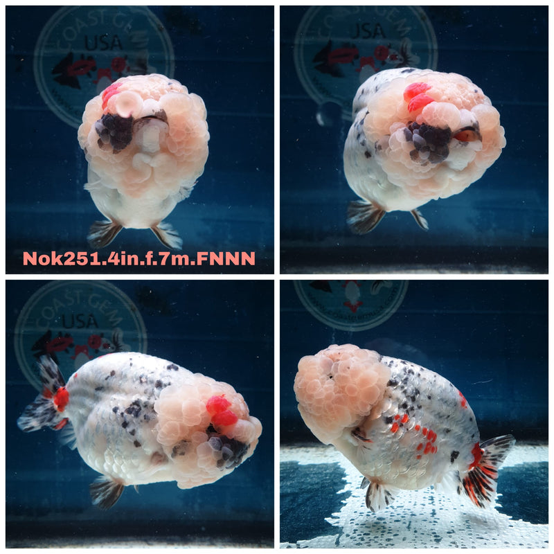 (NOK-251) Thai Special Color Ranchu 4.00 inch Body Female 7 Months Age