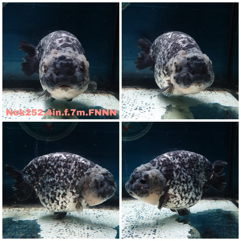 (NOK-252) Thai Granite Calico Ranchu 4.00 inch Body Female 7 Months Age