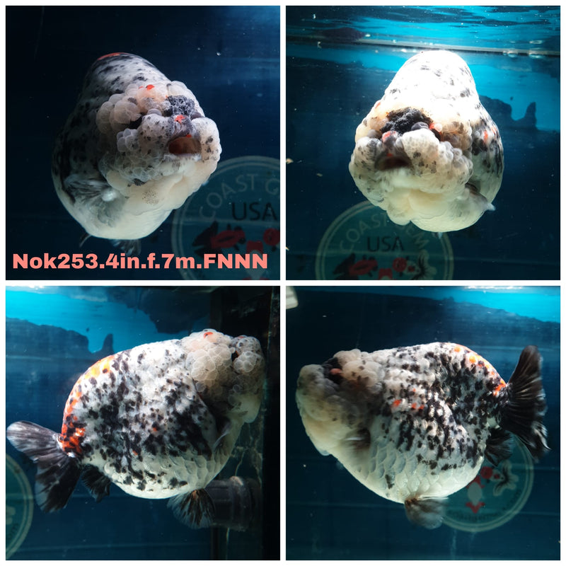 (NOK-253) Thai Granite Calico Ranchu 4.00 inch Body Female 7 Months Age