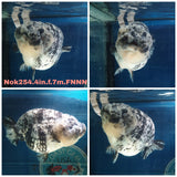 ONWAY(NOK-254) Thai White Tiger Calico Ranchu 4.00 inch Body Female 7 Months Age