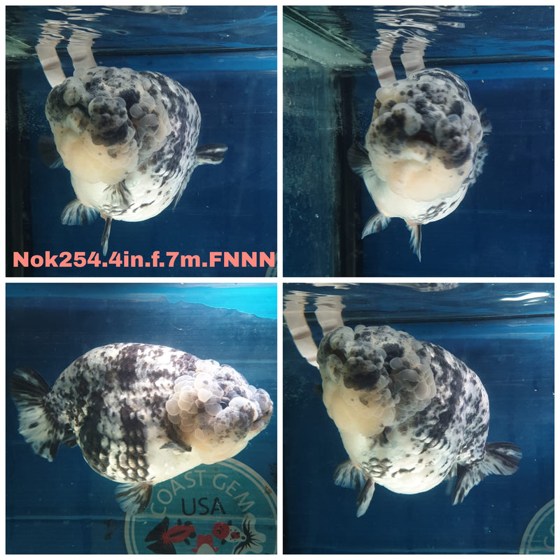 (NOK-254) Thai White Tiger Calico Ranchu 4.00 inch Body Female 7 Months Age