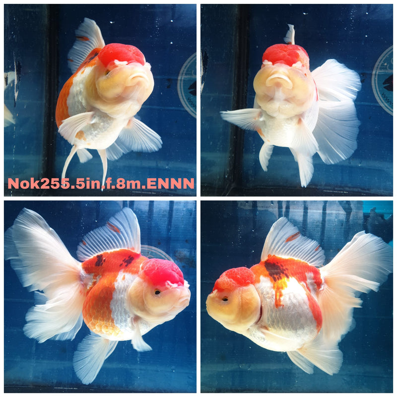 (NOK-255) Thai Jumbo Red/White Orchid Tail Oranda 5.00 inch Body Female 8 Months Age