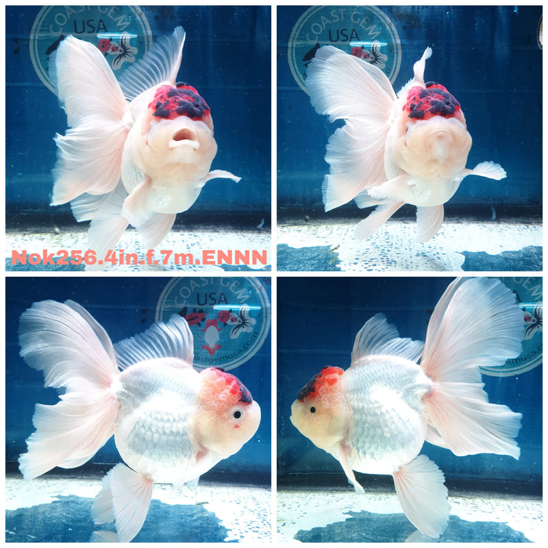 (NOK-256) Thai Tri Color Orchid Tail Oranda 4.00 inch Body Female 7 Months Age