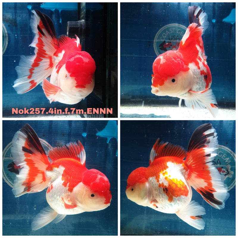 (NOK-257) Thai Red/White Orchid Tail Oranda 4.00 inch Body Female 7 Months Age