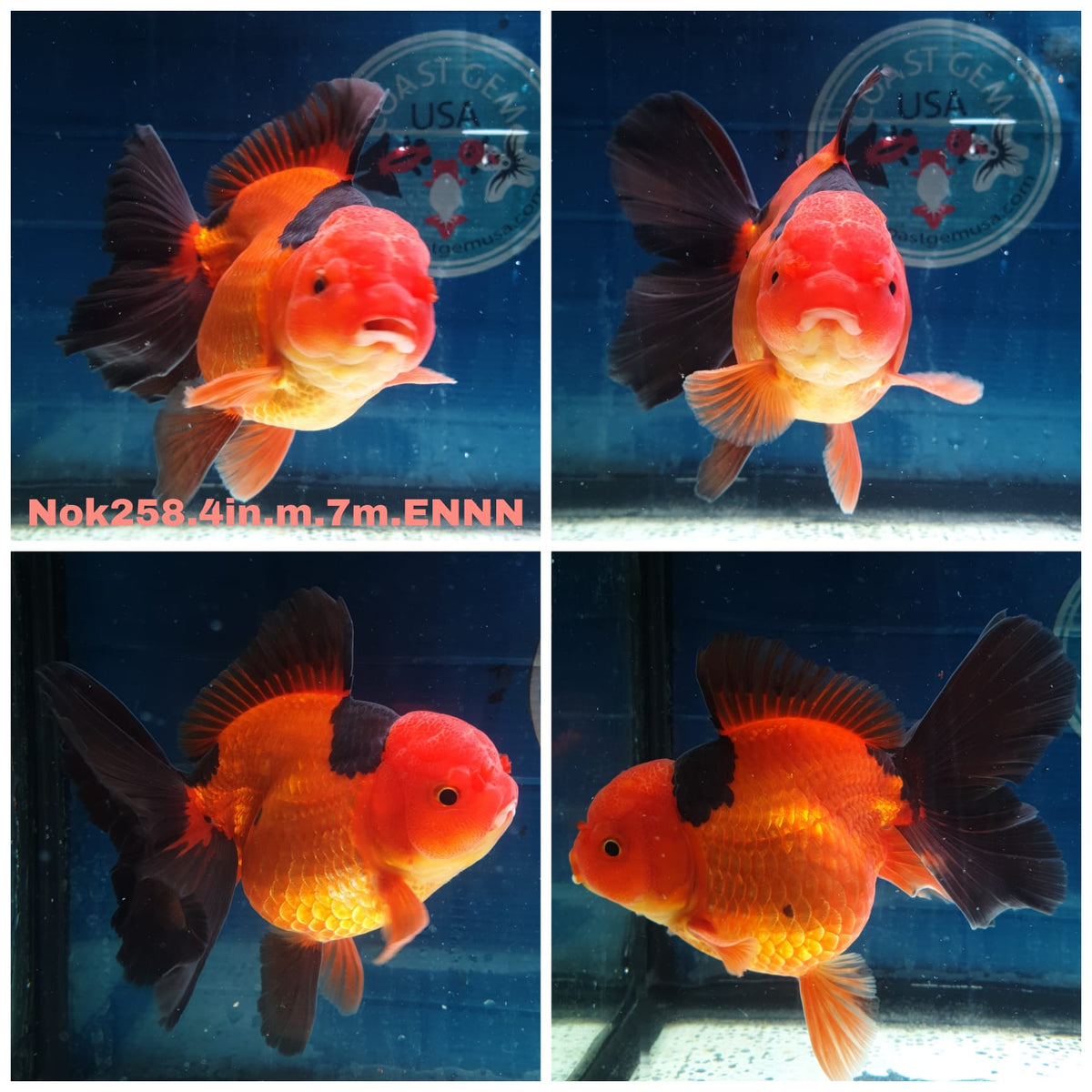 (NOK-258) Thai Apache Orchid Tail Oranda 4.00 inch Body Male 7 Months Age